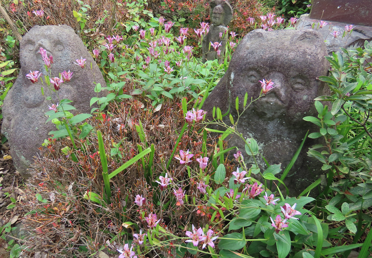 タイワンホトトギス