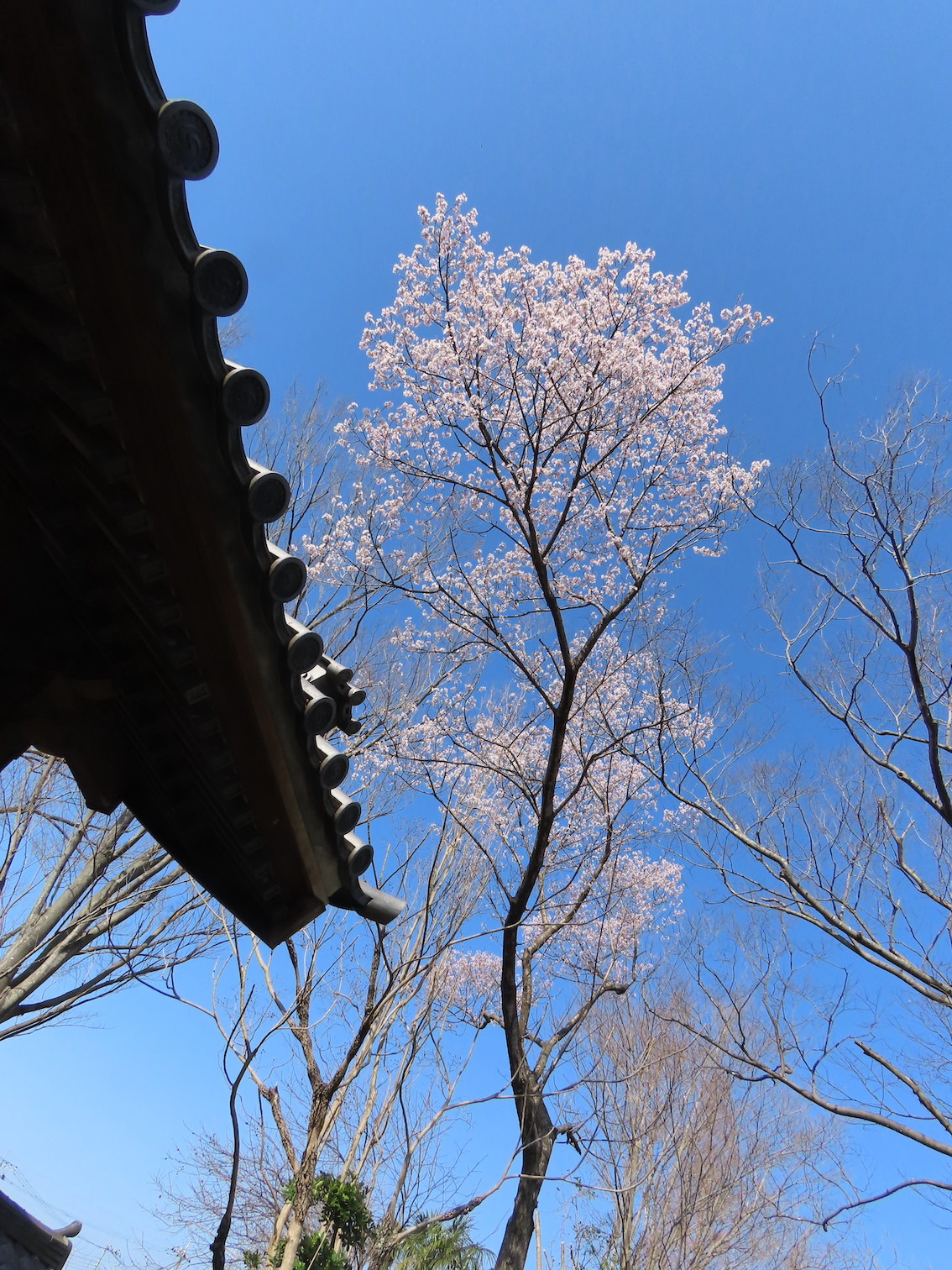 エドヒガン桜