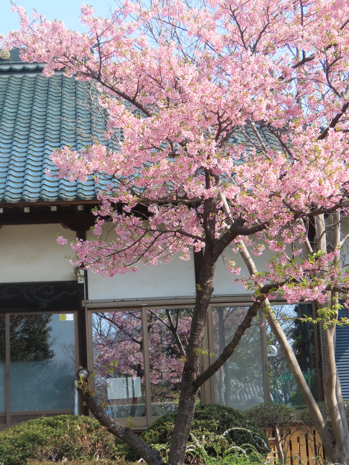 カワズザクラ