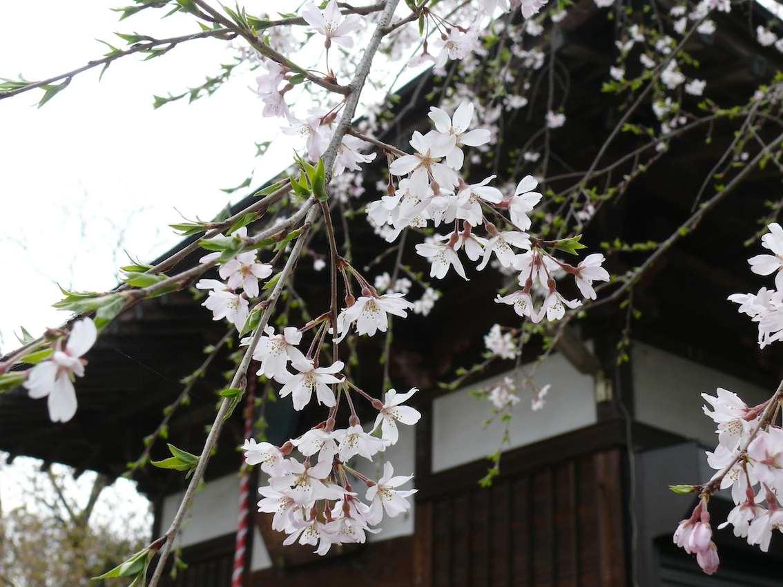枝垂れ桜