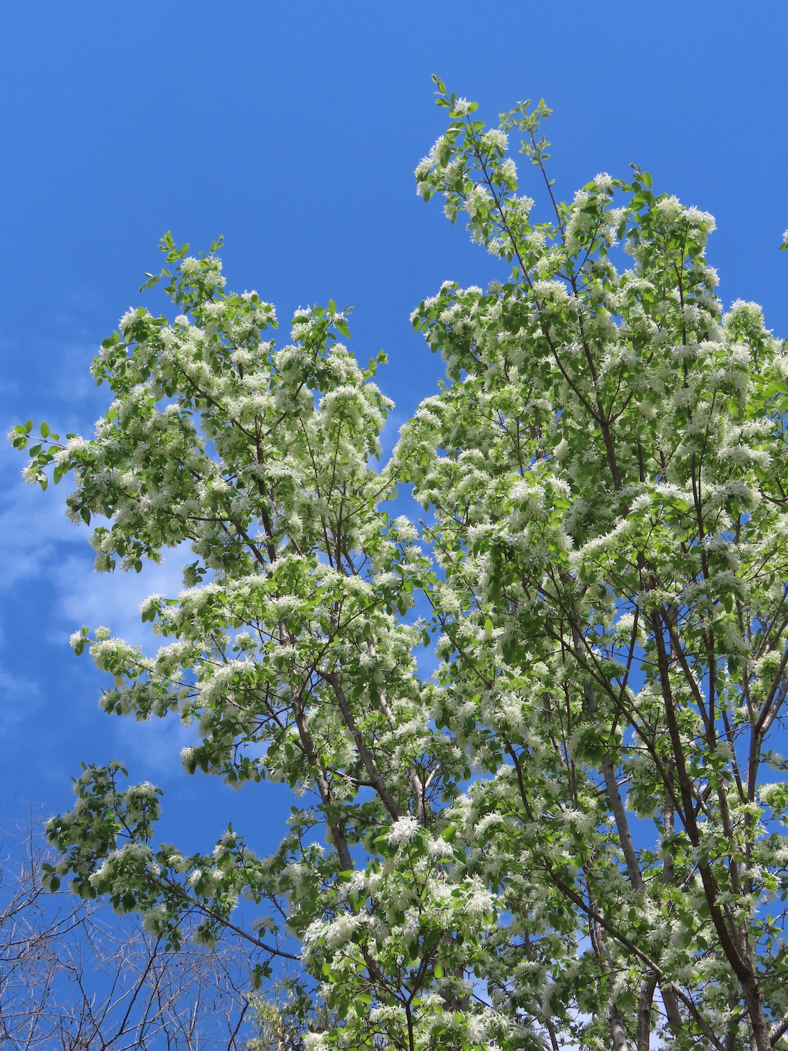 ナンジャモンジャ