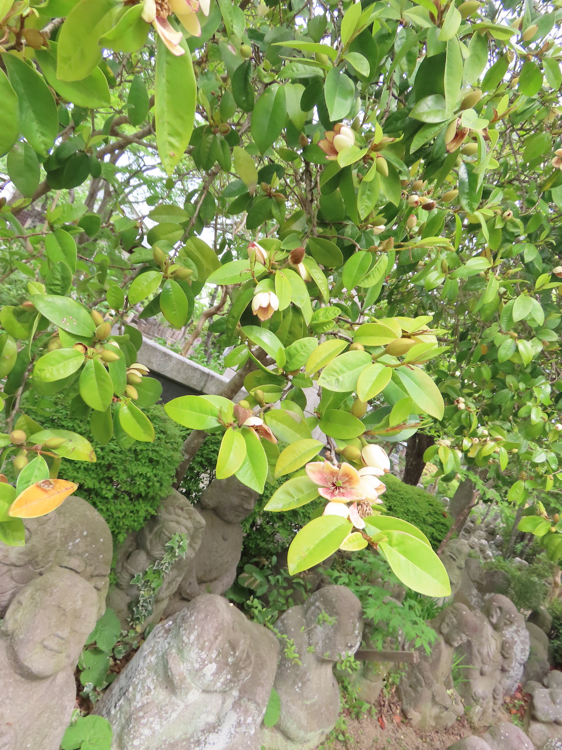 カラタネオガタマ