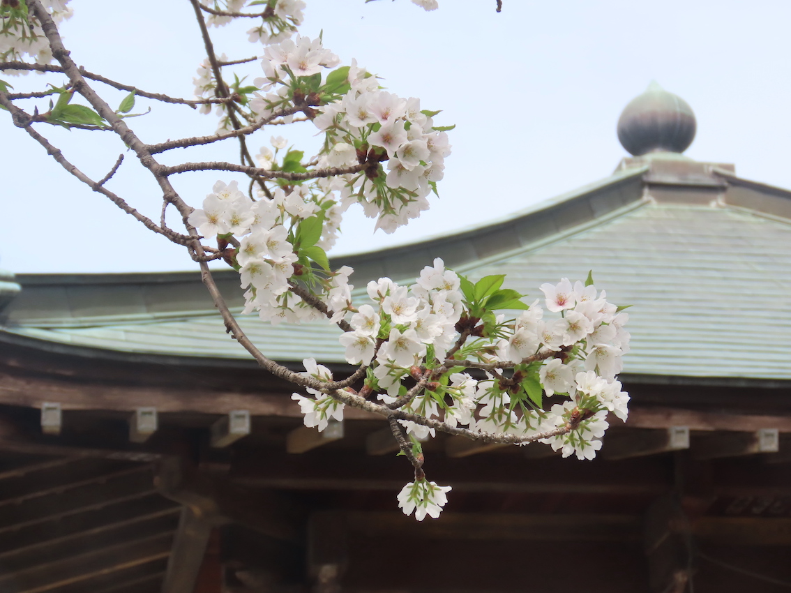 オオシマザクラ